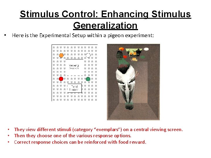 Stimulus Control: Enhancing Stimulus Generalization • Here is the Experimental Setup within a pigeon