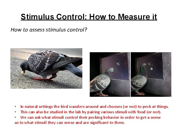 Stimulus Control: How to Measure it How to assess stimulus control? • In natural