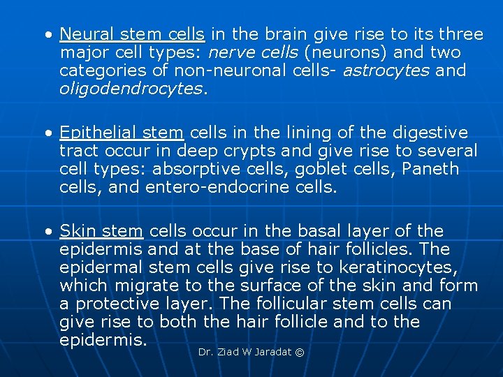  • Neural stem cells in the brain give rise to its three major