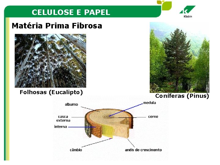 CELULOSE E PAPEL Matéria Prima Fibrosa Folhosas (Eucalipto) Coníferas (Pinus) 