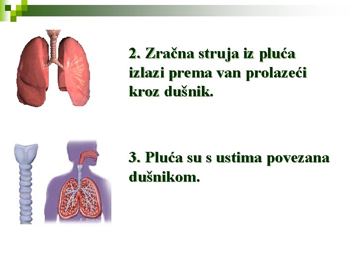 2. Zračna struja iz pluća izlazi prema van prolazeći kroz dušnik. 3. Pluća su