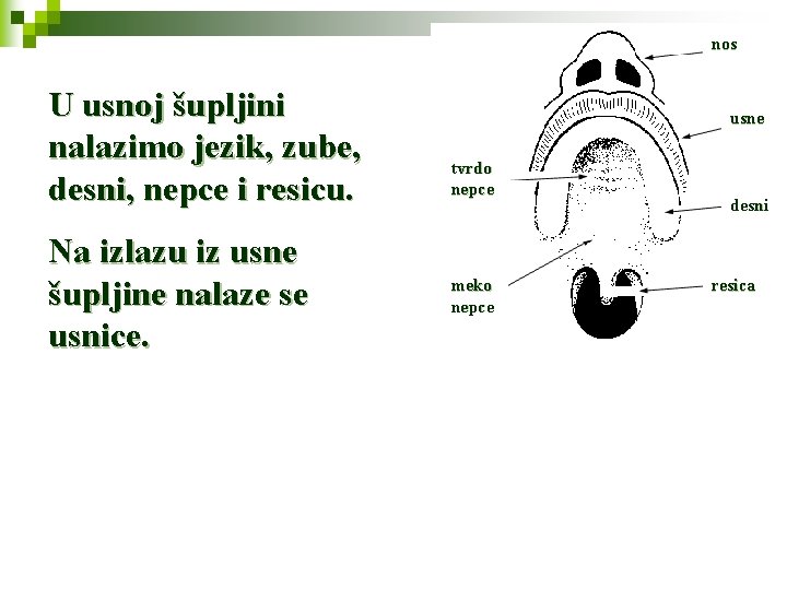 nos U usnoj šupljini nalazimo jezik, zube, desni, nepce i resicu. Na izlazu iz