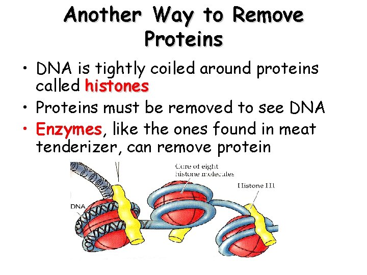 Another Way to Remove Proteins • DNA is tightly coiled around proteins called histones
