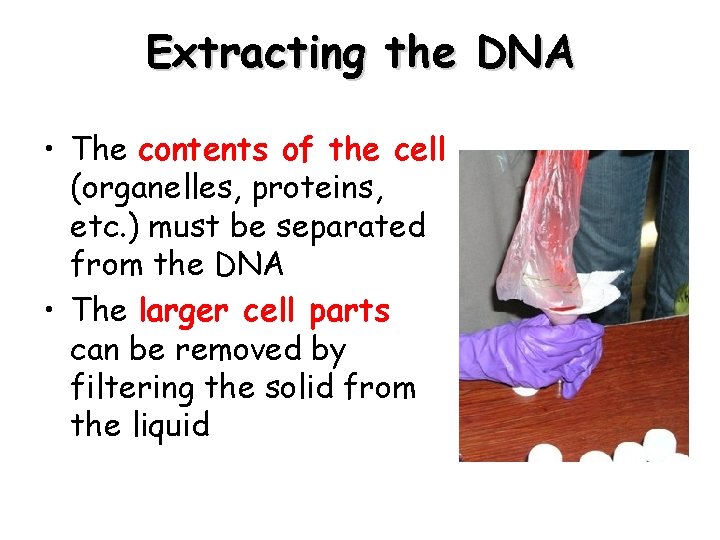 Extracting the DNA • The contents of the cell (organelles, proteins, etc. ) must