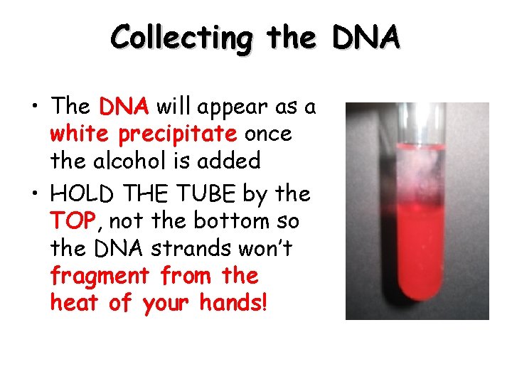 Collecting the DNA • The DNA will appear as a white precipitate once the