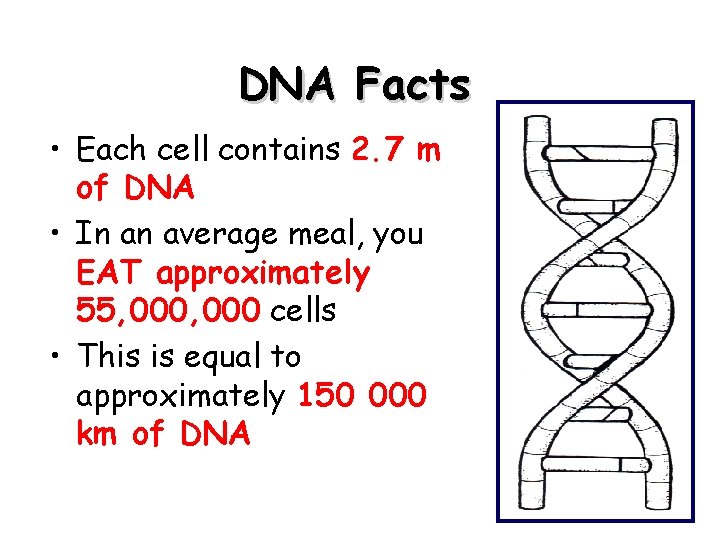 DNA Facts • Each cell contains 2. 7 m of DNA • In an