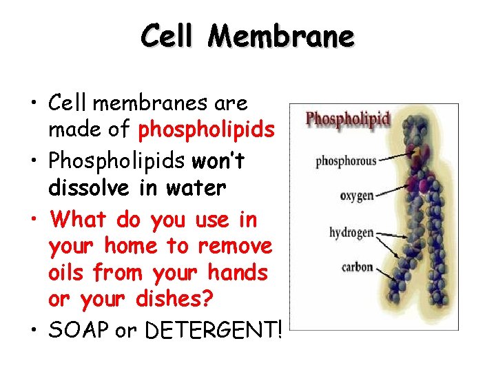 Cell Membrane • Cell membranes are made of phospholipids • Phospholipids won’t dissolve in