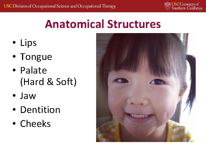 Anatomical Structures • Lips • Tongue • Palate (Hard & Soft) • Jaw •