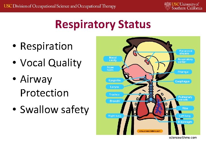 Respiratory Status • Respiration • Vocal Quality • Airway Protection • Swallow safety sciencewithme.