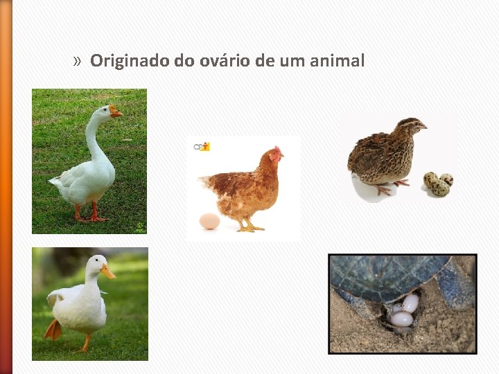 » Originado do ovário de um animal 