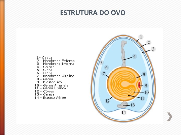 ESTRUTURA DO OVO 