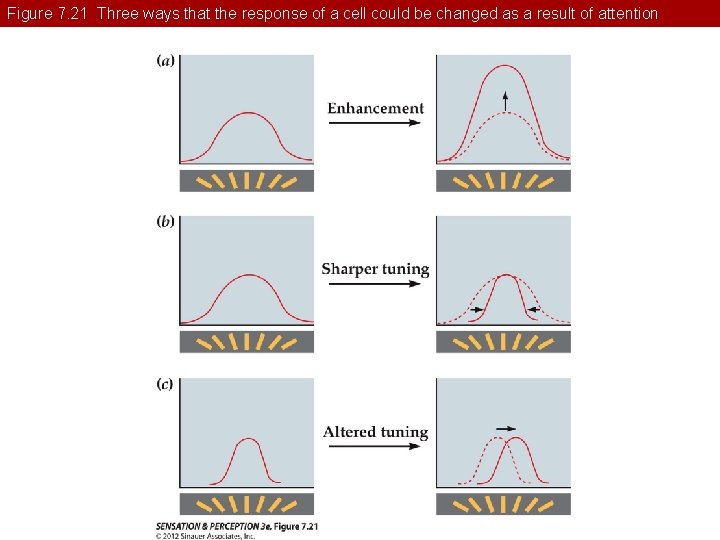 Figure 7. 21 Three ways that the response of a cell could be changed