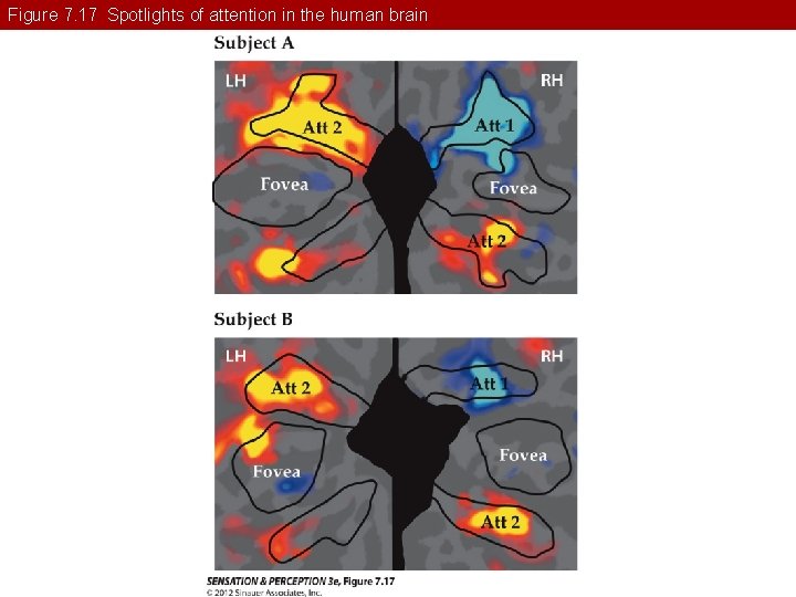 Figure 7. 17 Spotlights of attention in the human brain 