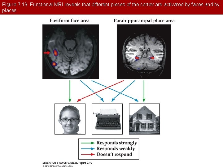 Figure 7. 19 Functional MRI reveals that different pieces of the cortex are activated