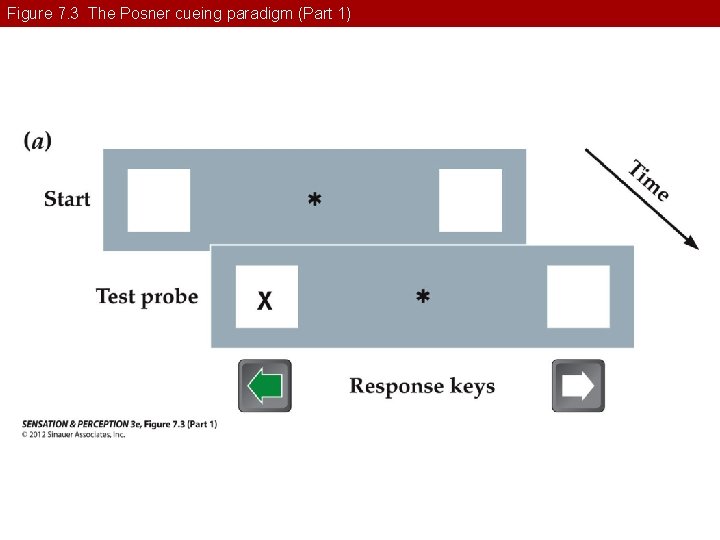 Figure 7. 3 The Posner cueing paradigm (Part 1) 