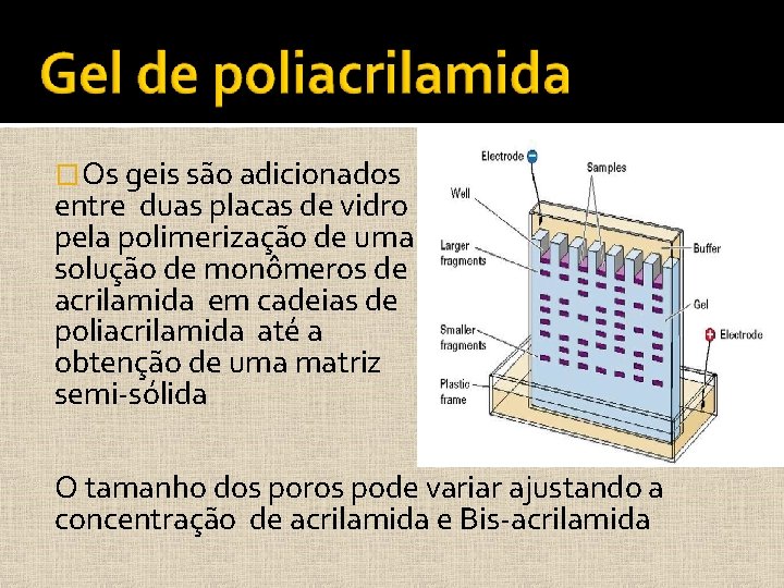 �Os geis são adicionados entre duas placas de vidro pela polimerização de uma solução