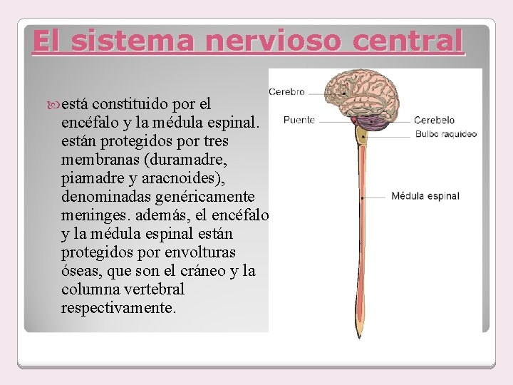 El sistema nervioso central está constituido por el encéfalo y la médula espinal. están