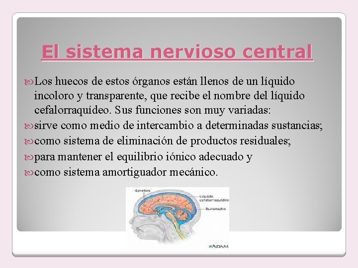 El sistema nervioso central Los huecos de estos órganos están llenos de un líquido