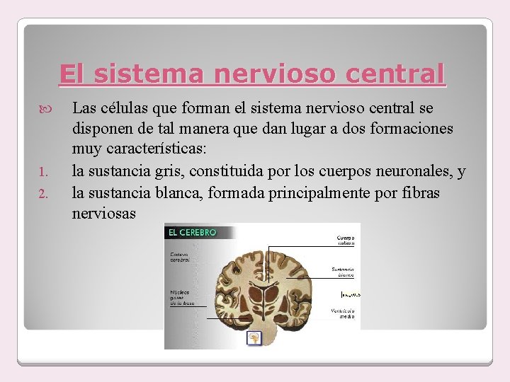 El sistema nervioso central 1. 2. Las células que forman el sistema nervioso central