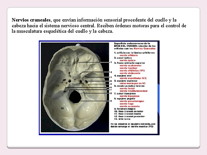 Nervios craneales, que envían información sensorial procedente del cuello y la cabeza hacia el