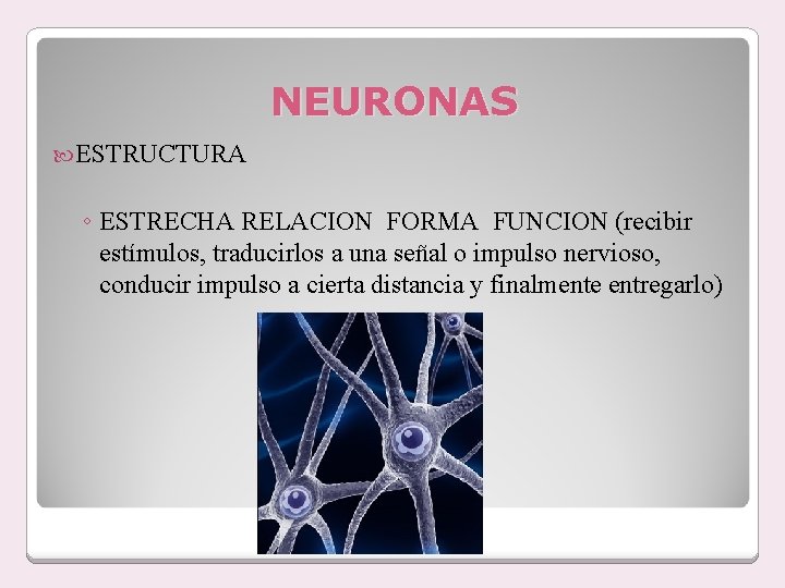 NEURONAS ESTRUCTURA ◦ ESTRECHA RELACION FORMA FUNCION (recibir estímulos, traducirlos a una señal o