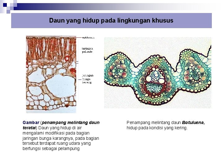 Daun yang hidup pada lingkungan khusus Gambar (penampang melintang daun teratai) Daun yang hidup