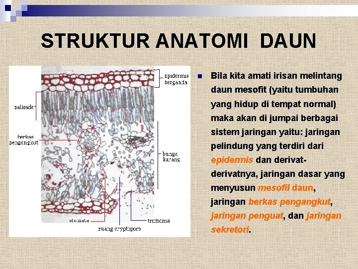 STRUKTUR ANATOMI DAUN n Bila kita amati irisan melintang daun mesofit (yaitu tumbuhan yang