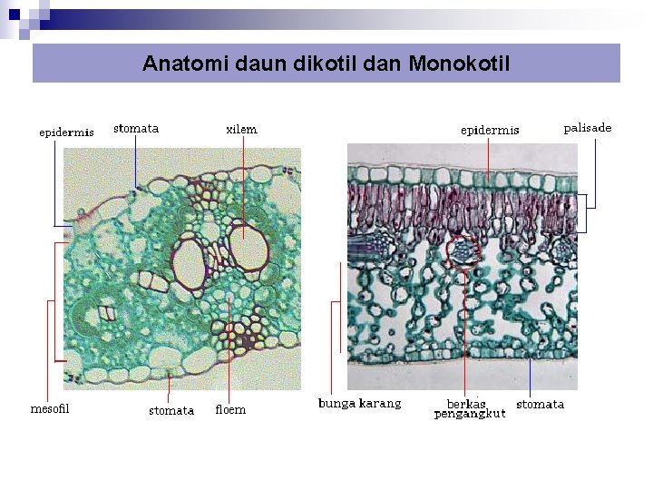 Anatomi daun dikotil dan Monokotil 