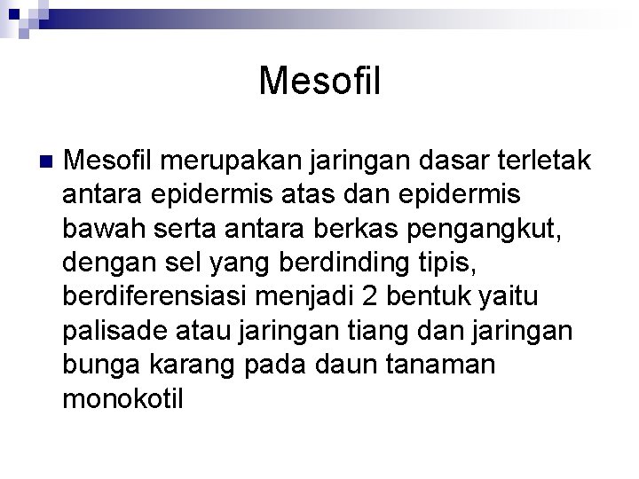 Mesofil n Mesofil merupakan jaringan dasar terletak antara epidermis atas dan epidermis bawah serta