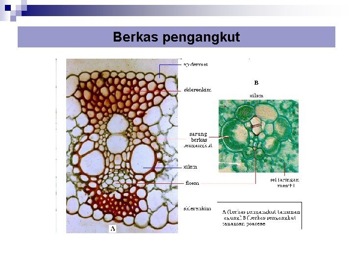 Berkas pengangkut 