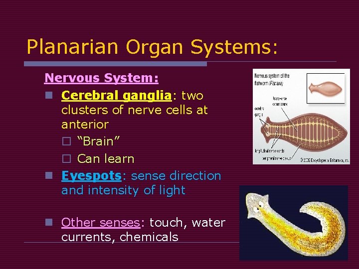 Planarian Organ Systems: Nervous System: n Cerebral ganglia: two clusters of nerve cells at Planarian Organ Systems: Nervous System: n Cerebral ganglia: two clusters of nerve cells at
