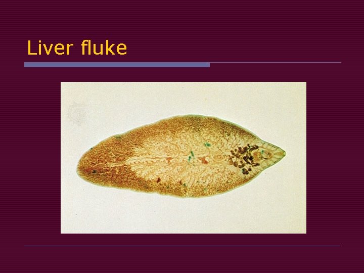 Liver fluke Liver fluke