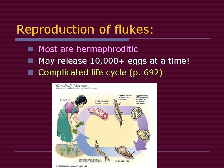 Reproduction of flukes: n Most are hermaphroditic n May release 10, 000+ eggs at Reproduction of flukes: n Most are hermaphroditic n May release 10, 000+ eggs at