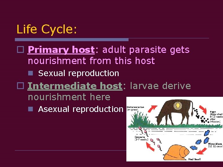 Life Cycle: o Primary host: adult parasite gets nourishment from this host n Sexual Life Cycle: o Primary host: adult parasite gets nourishment from this host n Sexual