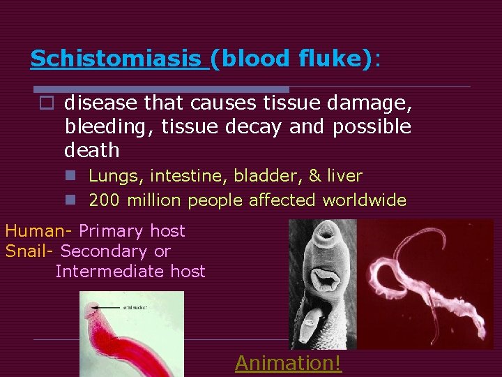 Schistomiasis (blood fluke): o disease that causes tissue damage, bleeding, tissue decay and possible Schistomiasis (blood fluke): o disease that causes tissue damage, bleeding, tissue decay and possible