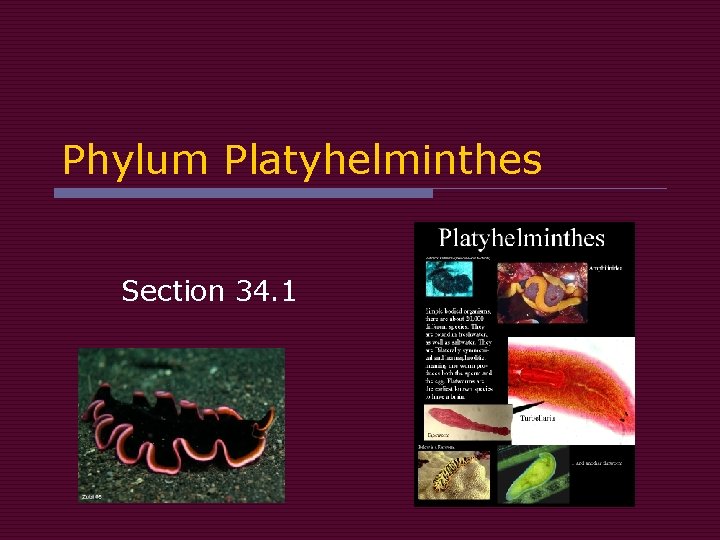 Platyhelminthes nemathelminthes ppt. Giardia bug contagious - Platyhelminthes nemathelminthes ppt
