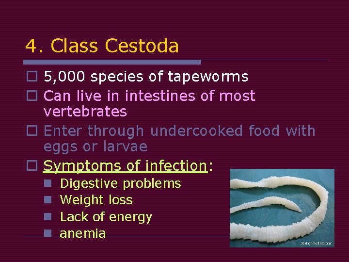 4. Class Cestoda o 5, 000 species of tapeworms o Can live in intestines 4. Class Cestoda o 5, 000 species of tapeworms o Can live in intestines