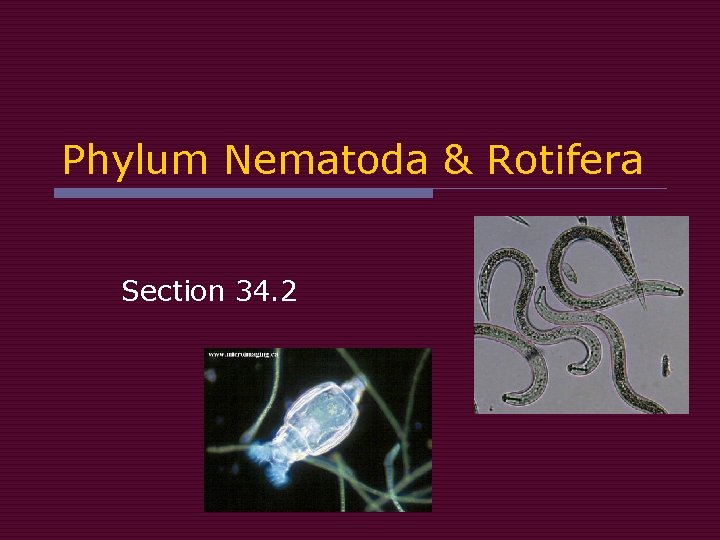 Phylum Nematoda & Rotifera Section 34. 2 Phylum Nematoda & Rotifera Section 34. 2