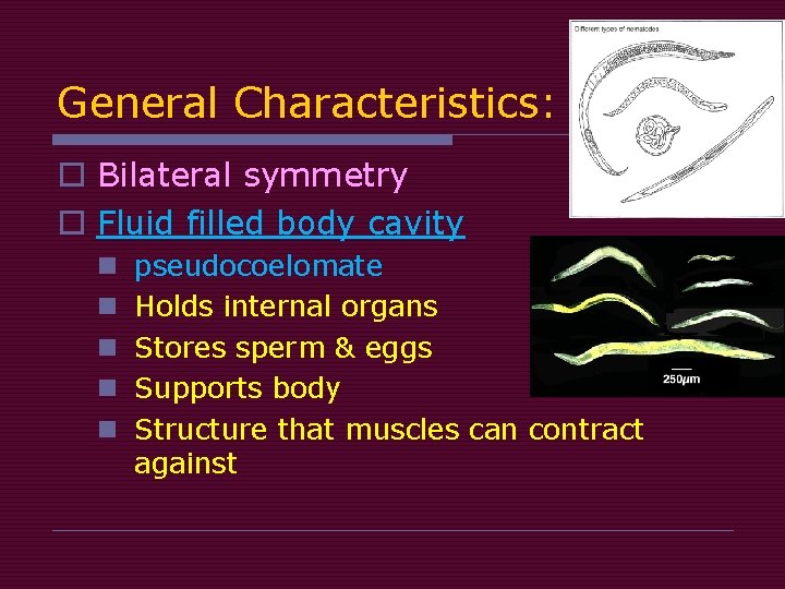 General Characteristics: o Bilateral symmetry o Fluid filled body cavity n n n pseudocoelomate General Characteristics: o Bilateral symmetry o Fluid filled body cavity n n n pseudocoelomate