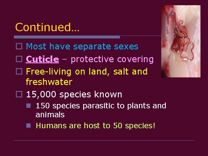 Continued… o Most have separate sexes o Cuticle – protective covering o Free-living on Continued… o Most have separate sexes o Cuticle – protective covering o Free-living on