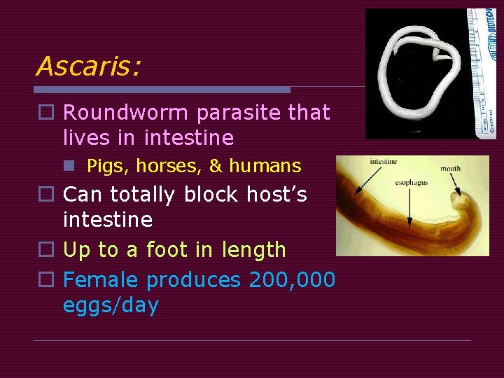 Ascaris: o Roundworm parasite that lives in intestine n Pigs, horses, & humans o Ascaris: o Roundworm parasite that lives in intestine n Pigs, horses, & humans o