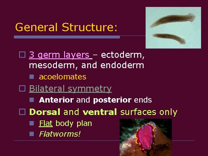 General Structure: o 3 germ layers – ectoderm, mesoderm, and endoderm n acoelomates o General Structure: o 3 germ layers – ectoderm, mesoderm, and endoderm n acoelomates o