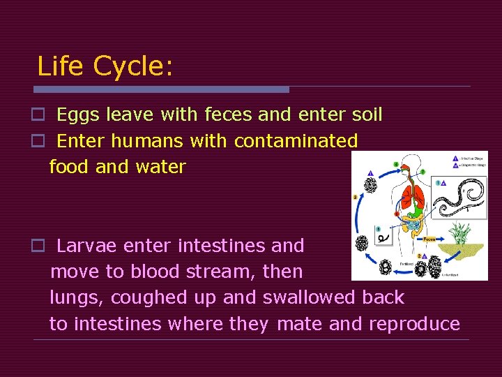 Life Cycle: o Eggs leave with feces and enter soil o Enter humans with Life Cycle: o Eggs leave with feces and enter soil o Enter humans with