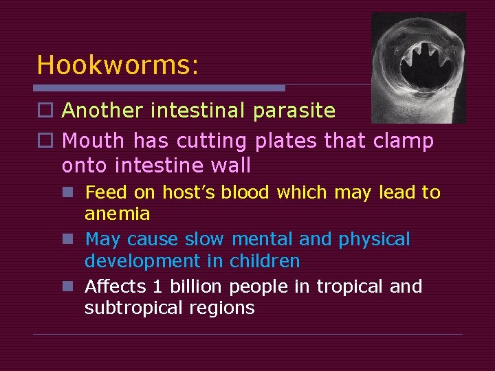 Hookworms: o Another intestinal parasite o Mouth has cutting plates that clamp onto intestine Hookworms: o Another intestinal parasite o Mouth has cutting plates that clamp onto intestine