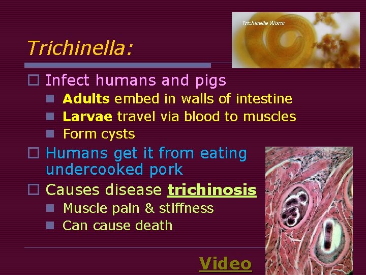 Trichinella: o Infect humans and pigs n Adults embed in walls of intestine n Trichinella: o Infect humans and pigs n Adults embed in walls of intestine n