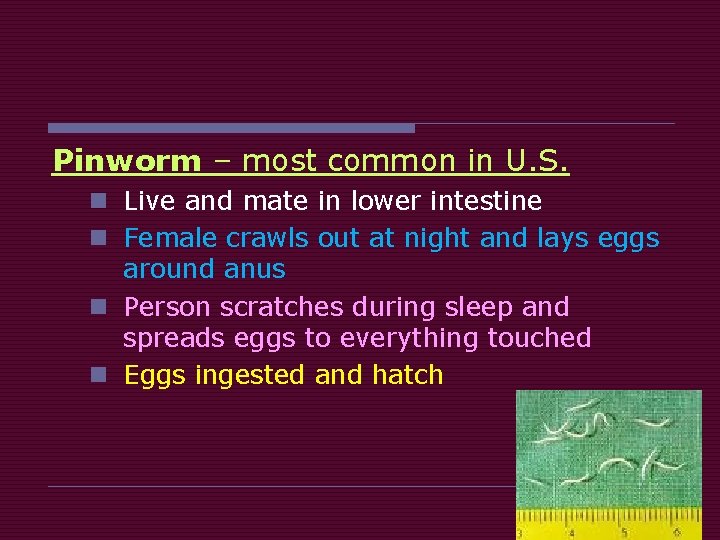 Pinworm – most common in U. S. n Live and mate in lower intestine Pinworm – most common in U. S. n Live and mate in lower intestine