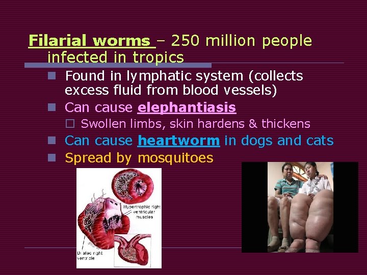 Filarial worms – 250 million people infected in tropics n Found in lymphatic system Filarial worms – 250 million people infected in tropics n Found in lymphatic system