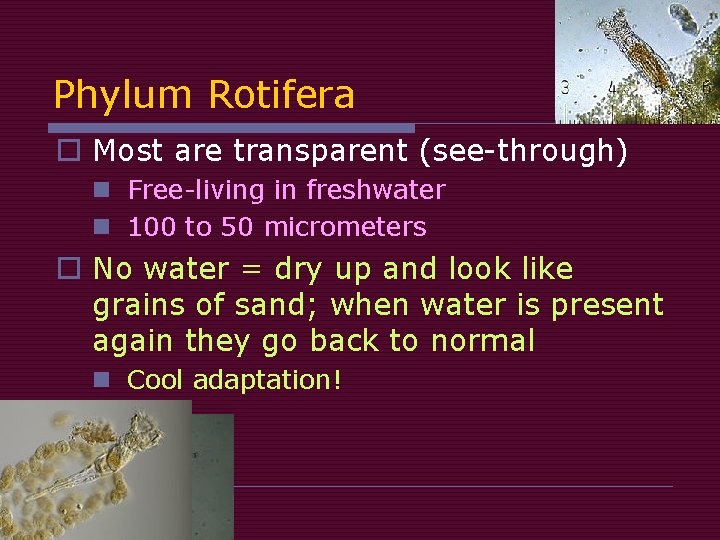 Phylum Rotifera o Most are transparent (see-through) n Free-living in freshwater n 100 to Phylum Rotifera o Most are transparent (see-through) n Free-living in freshwater n 100 to