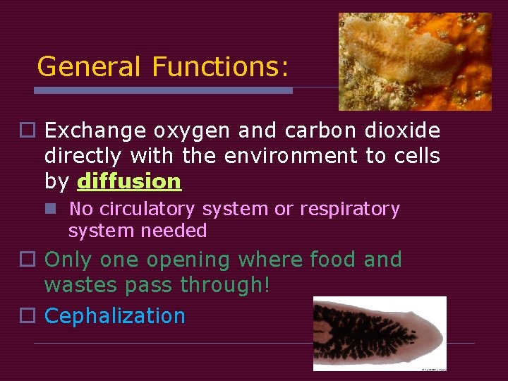 General Functions: o Exchange oxygen and carbon dioxide directly with the environment to cells General Functions: o Exchange oxygen and carbon dioxide directly with the environment to cells