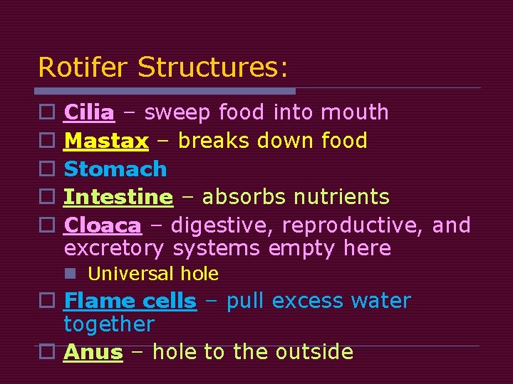 Rotifer Structures: o o o Cilia – sweep food into mouth Mastax – breaks Rotifer Structures: o o o Cilia – sweep food into mouth Mastax – breaks
